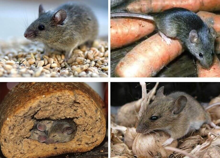 Сколько мышей. Мышь полевка и мышь домовая. Мышь полевка и домовая отличия. Грызуны вредители. Полевая мышь.