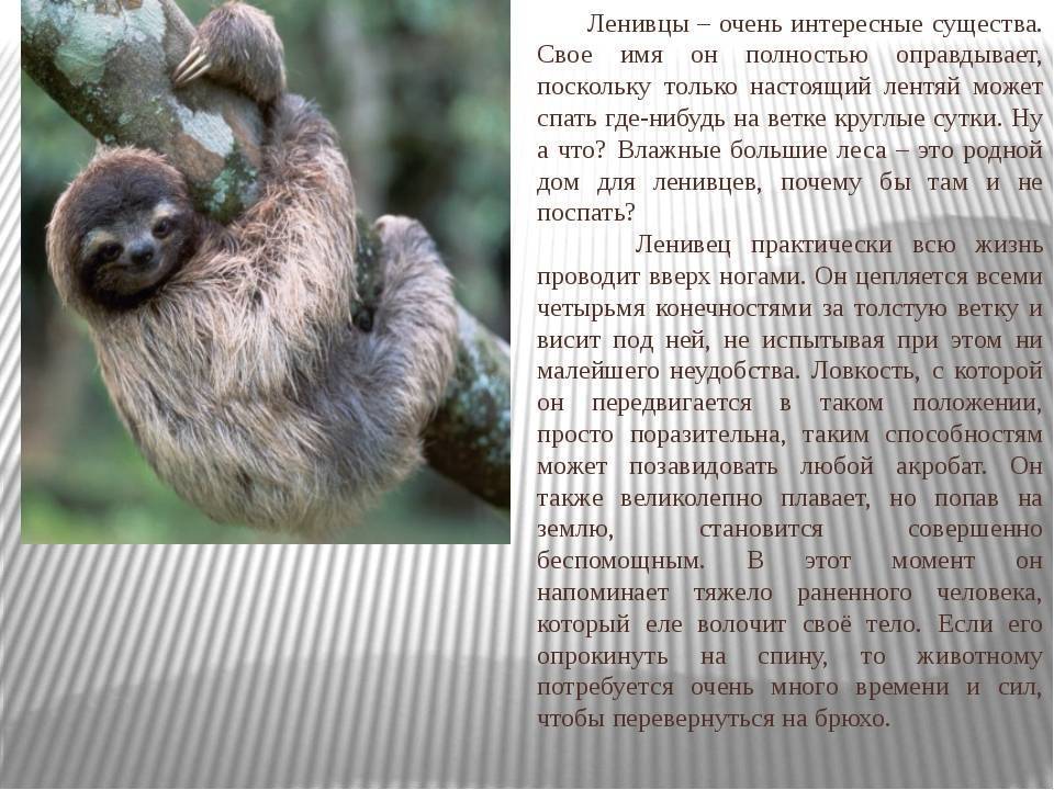 Где обитает ленивец на каком материке. Ленивец интересные факты. Сообщение о Ленивце. Ленивец доклад. Рассказ о Ленивце.