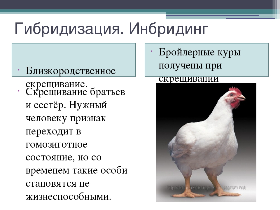 Курица является птицей или животным: происхождение, повадки и описание
