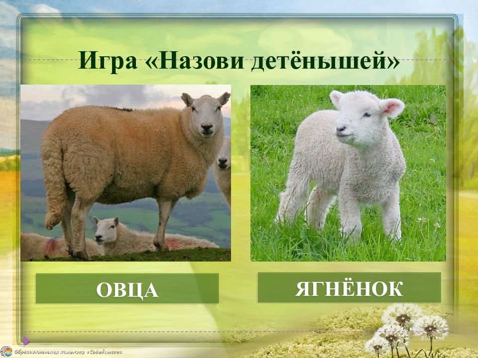 ✅ как правильно называется детёныш овцы и барана (самка и самец), как выглядит малыш - tehnoyug.com