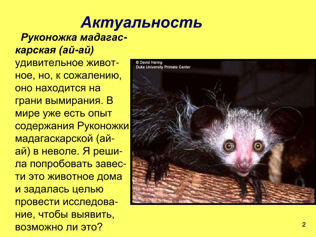 Руконожка - полуобезьяны | некоммерческий учебно-познавательный интернет-портал зоогалактика