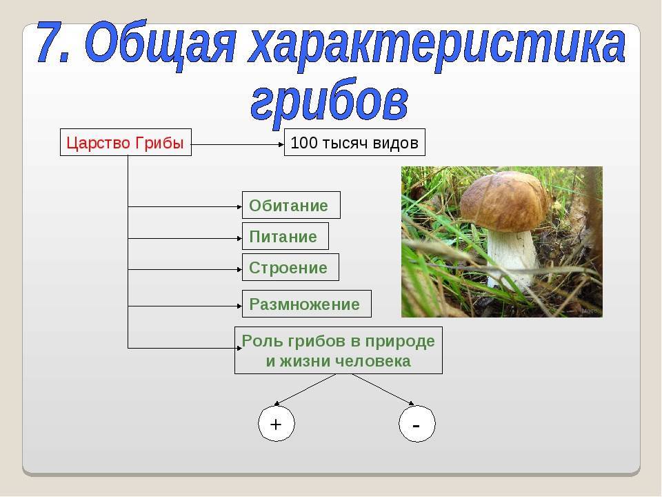 Гриб характеризуется. Характеристика грибов биология 5. Конспект по биологии 5 класс общая характеристика грибов. Общая характеристика грибов 6 класс биология. Строение гриба.