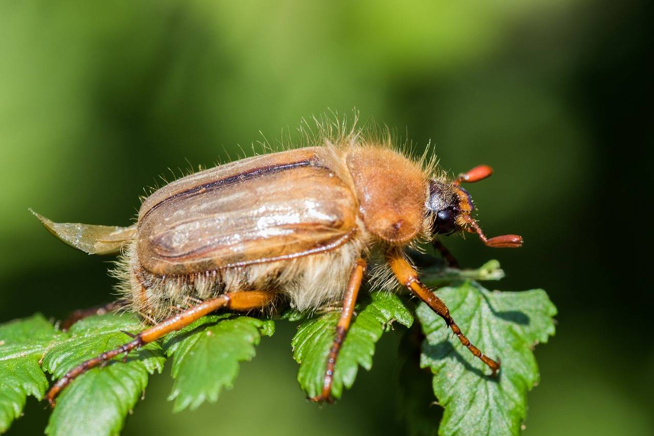 Чем отличается майский жук от июньского? | в чем разница