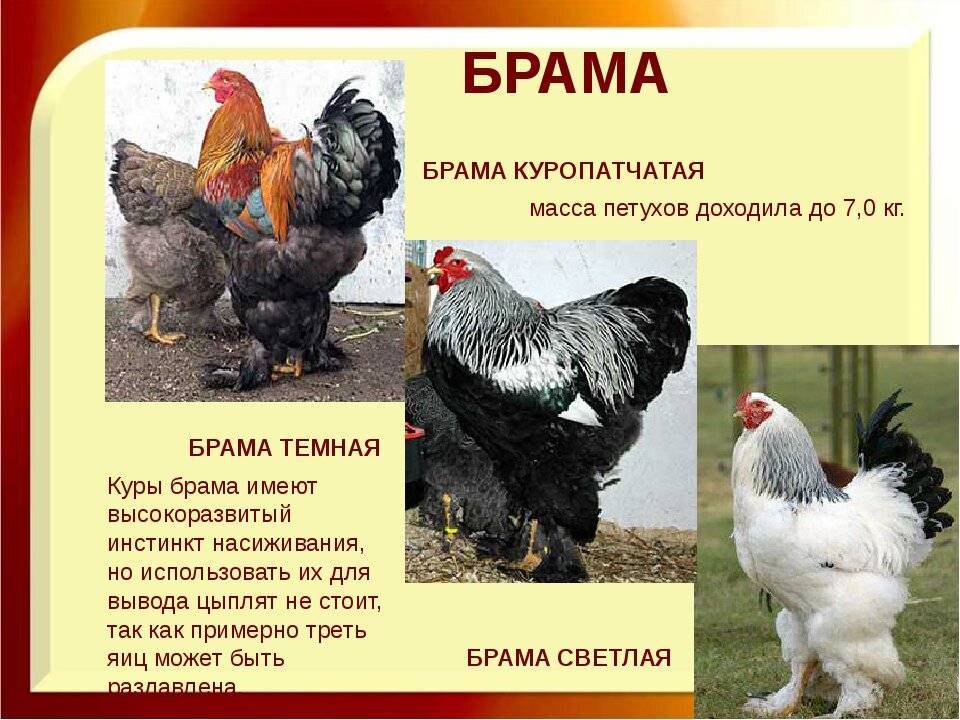 Кудрявые куры породы