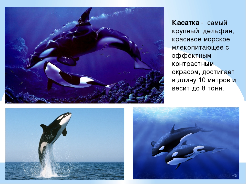 Презентация про касатку 7 класс