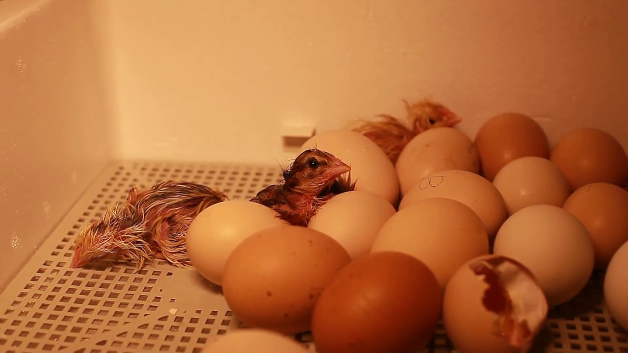 Развитие цыпленка в яйце по дням: подробное описание процесса