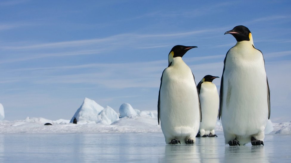 Птицы живущие в антарктиде. Императорский Пингвин в Антарктиде. Пингвины в Антарктиде. Пингвины на льду. Пингвины в Арктике.