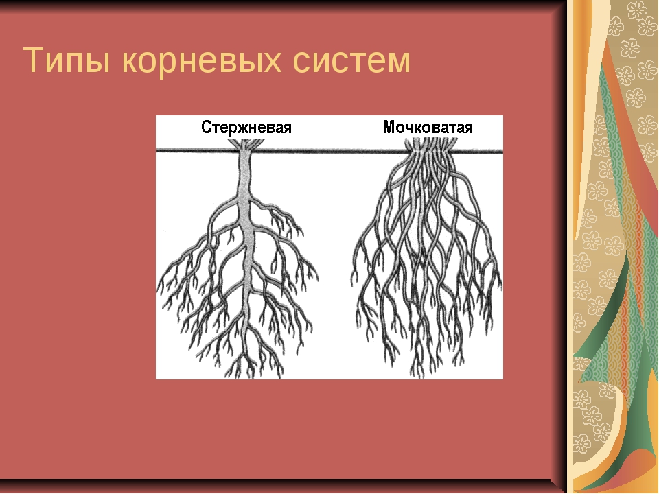 Особенности стержневой корневой. Типы корневых систем 6 класс биология. Типы корневых систем стержневая и мочковатая. Мочковатая корневая система рисунок. Схема мочковатой корневой системы.