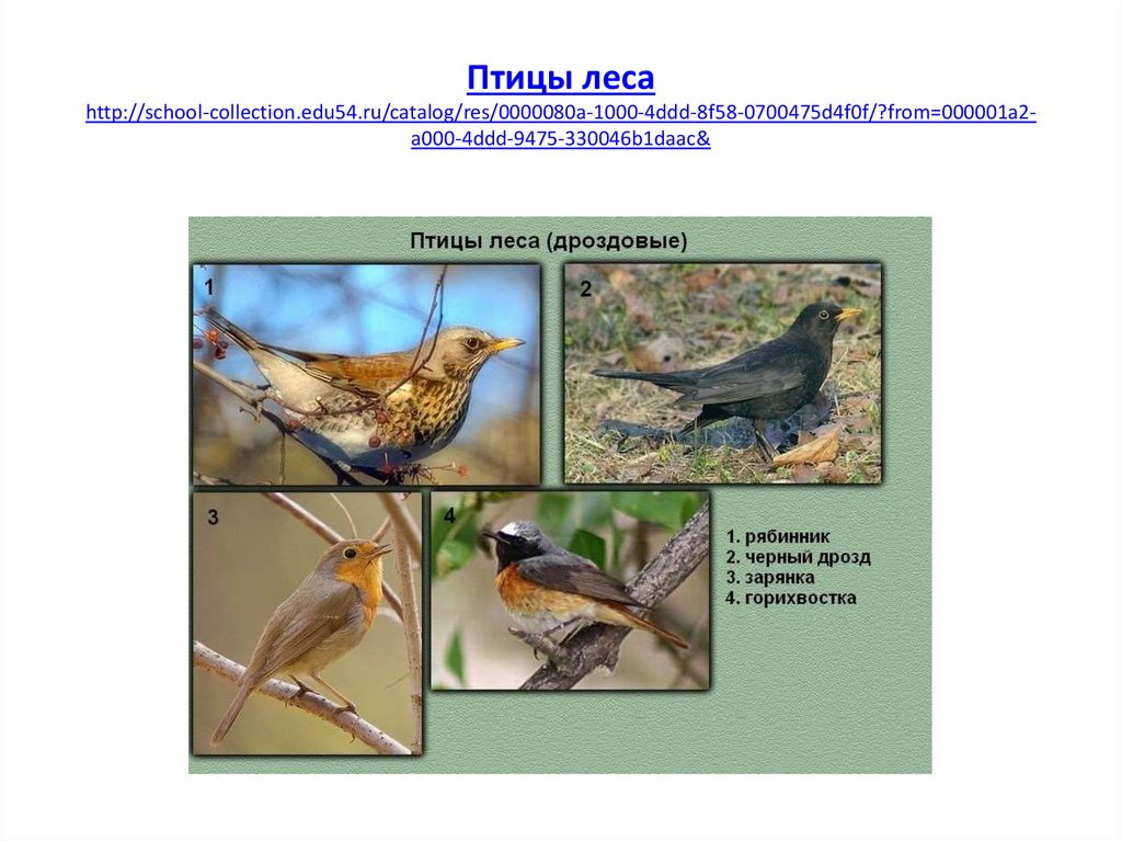 Птицы леса. Группы птиц леса. Экологические группы птиц птиц. Экологическая группа птицы леса.