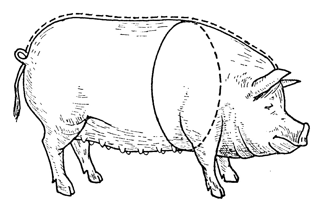 Живая масса свиньи. Таблица для измерения веса свиней породы дюрок. Промеры свиней. Таблица упитанность и вес свиньи. Вес свиньи.