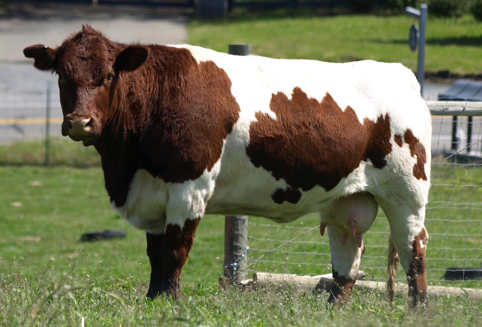 породы коров с фотографиями и названиями
