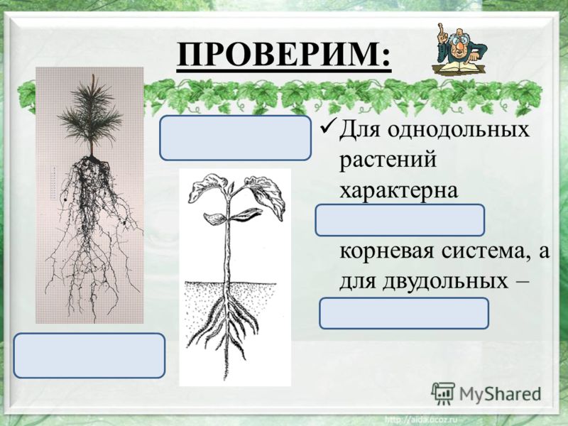 Корневая система растений образованы