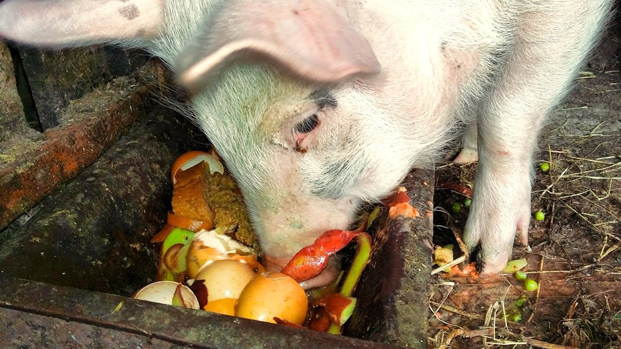 Какой необходим корм для свиней для быстрого набора веса?