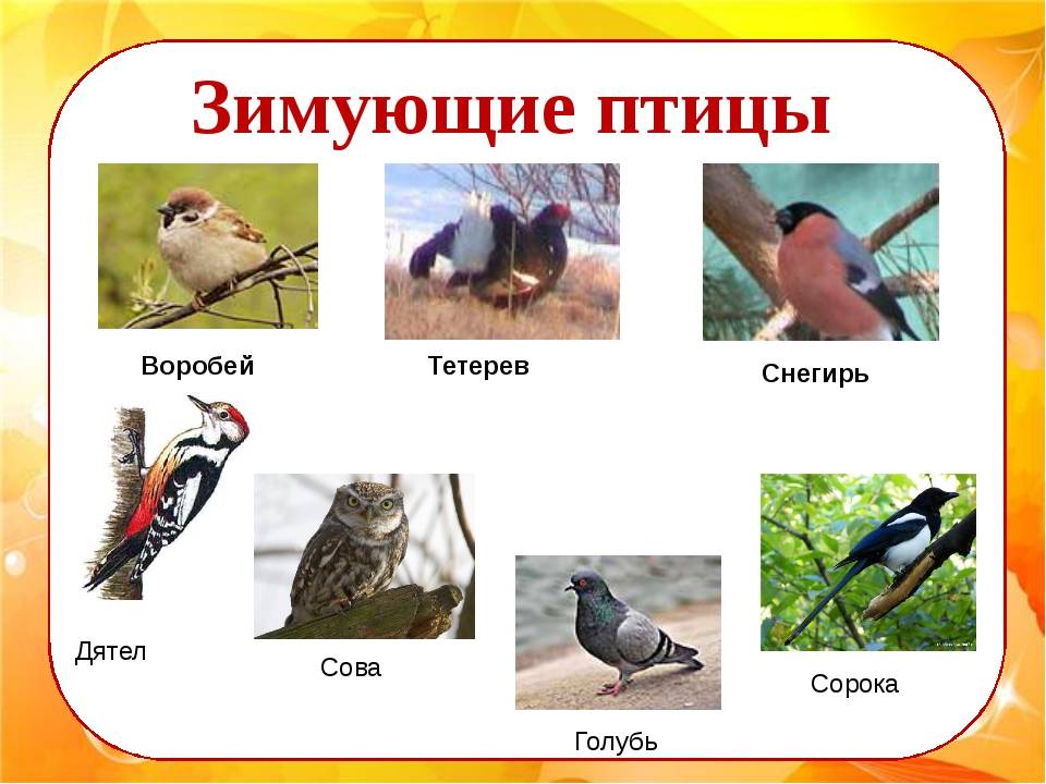 Птицы урала: краткое описание, фото и название, какие виды остаются зимовать