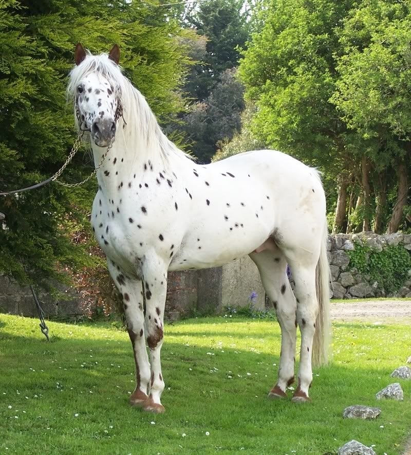 Лошадь породы аппалуза: характеристика, содержание и уход