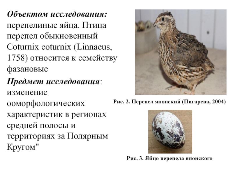 Что любят перепела и чем кормить в домашних условиях, чтобы хорошо неслись — кормление для начинающих, чем можно и что едят — комбикорм