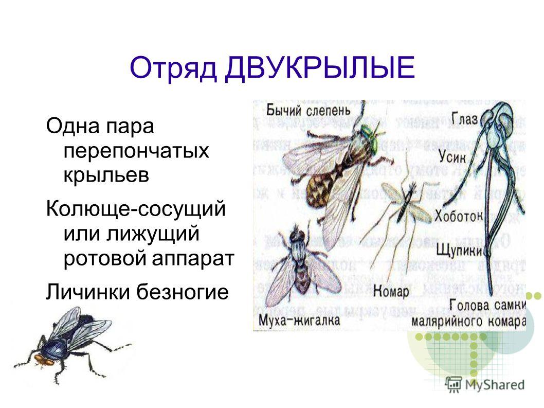 Характер мухи. Отряды насекомых Двукрылые. Отряд Двукрылые строение. Двукрылые насекомые представители. Отряд Двукрылые комары строение.