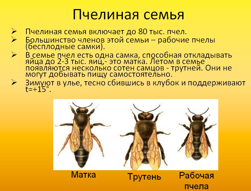 Презентация по биологии 7 класс на тему пчелы