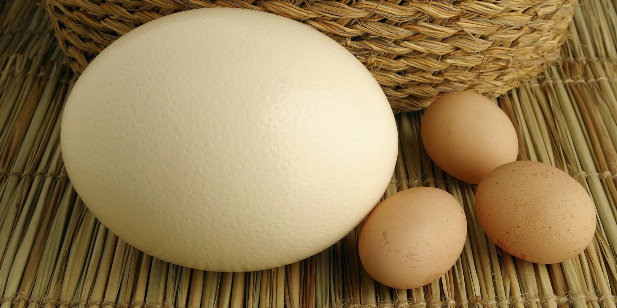 К чему снятся яйца куриные в гнезде. Страусиное яйцо. Яйца страусов. Большие страусиные яйца. Страусиное яйцо и куриное.
