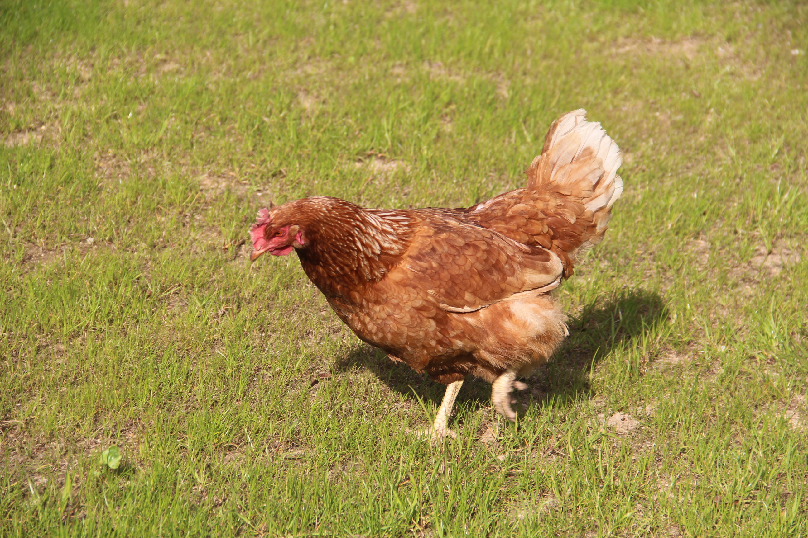 Курица породы браун информация и фото