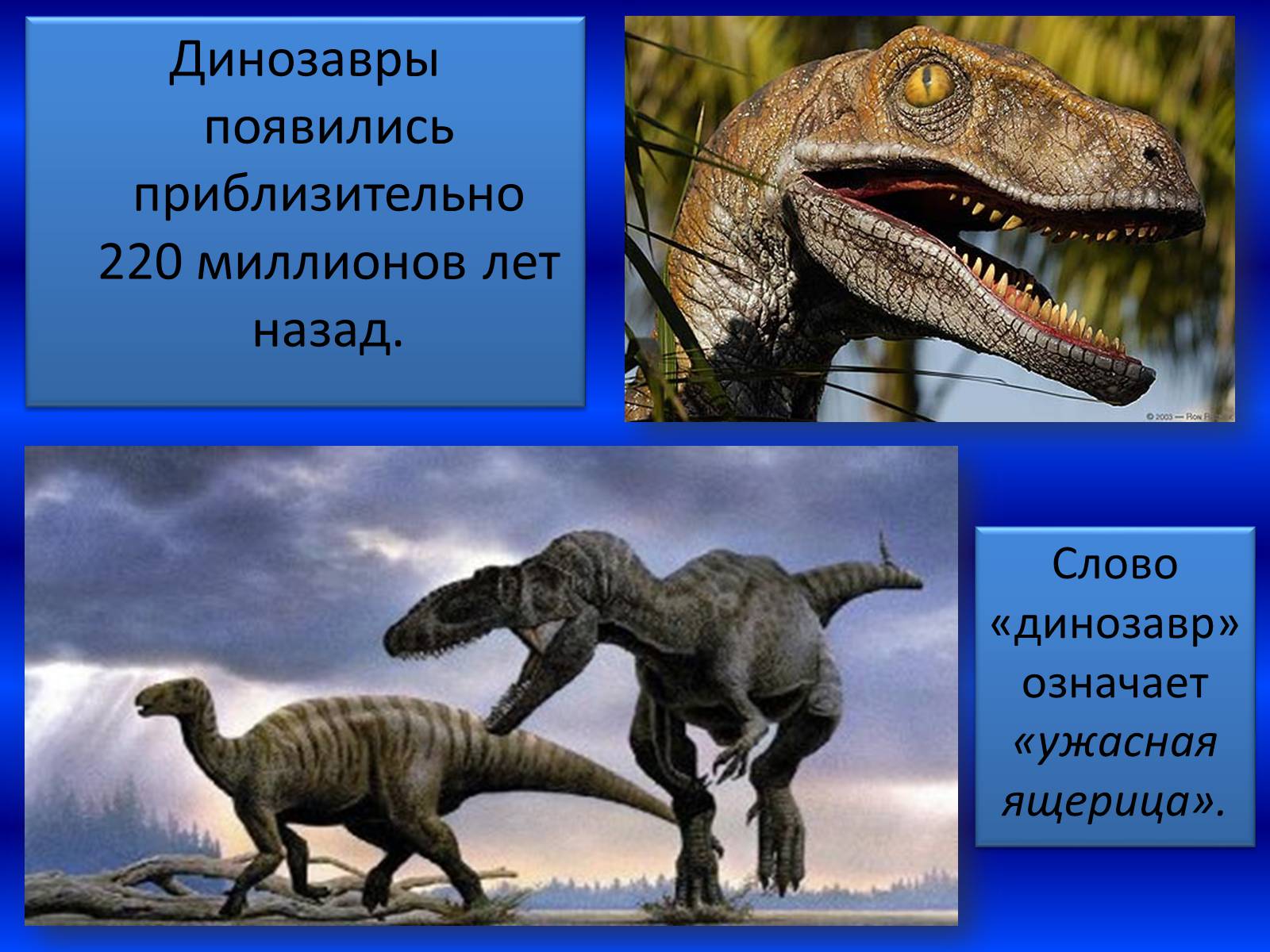Птицетазовые. Динозавры хищники и травоядные. Динозавры с описанием.