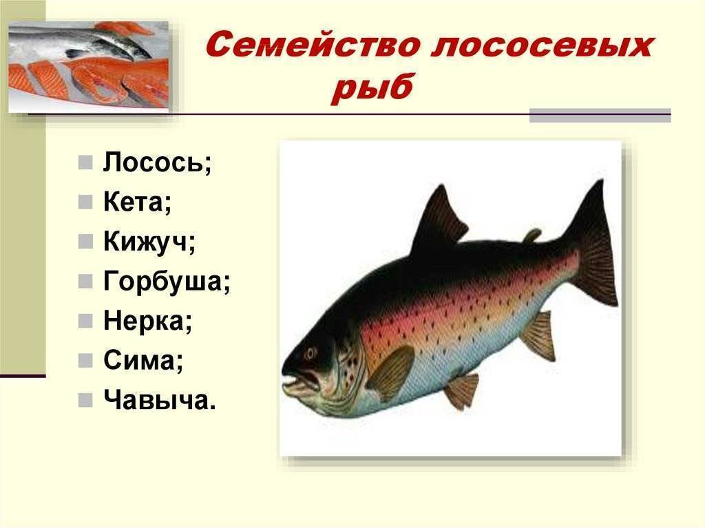 🚩 рыба лосось: характеристика вида, где обитает, чем питается