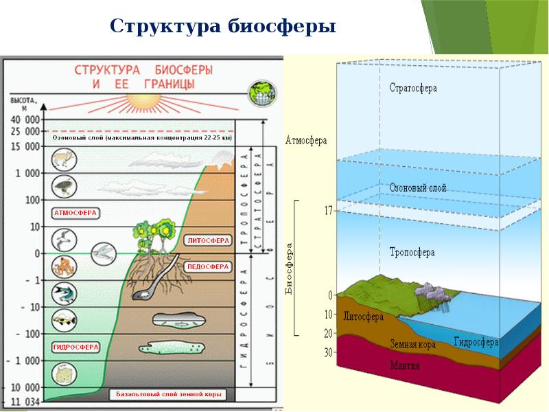 Схема основные компоненты биосферы