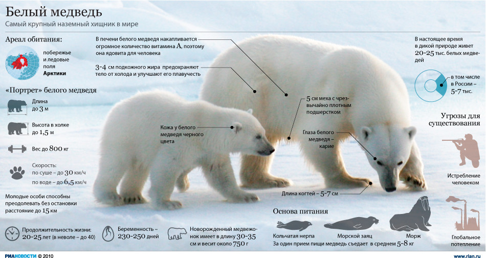 Givotinki.ru. виды медведей: происхождение, распространение, поведение