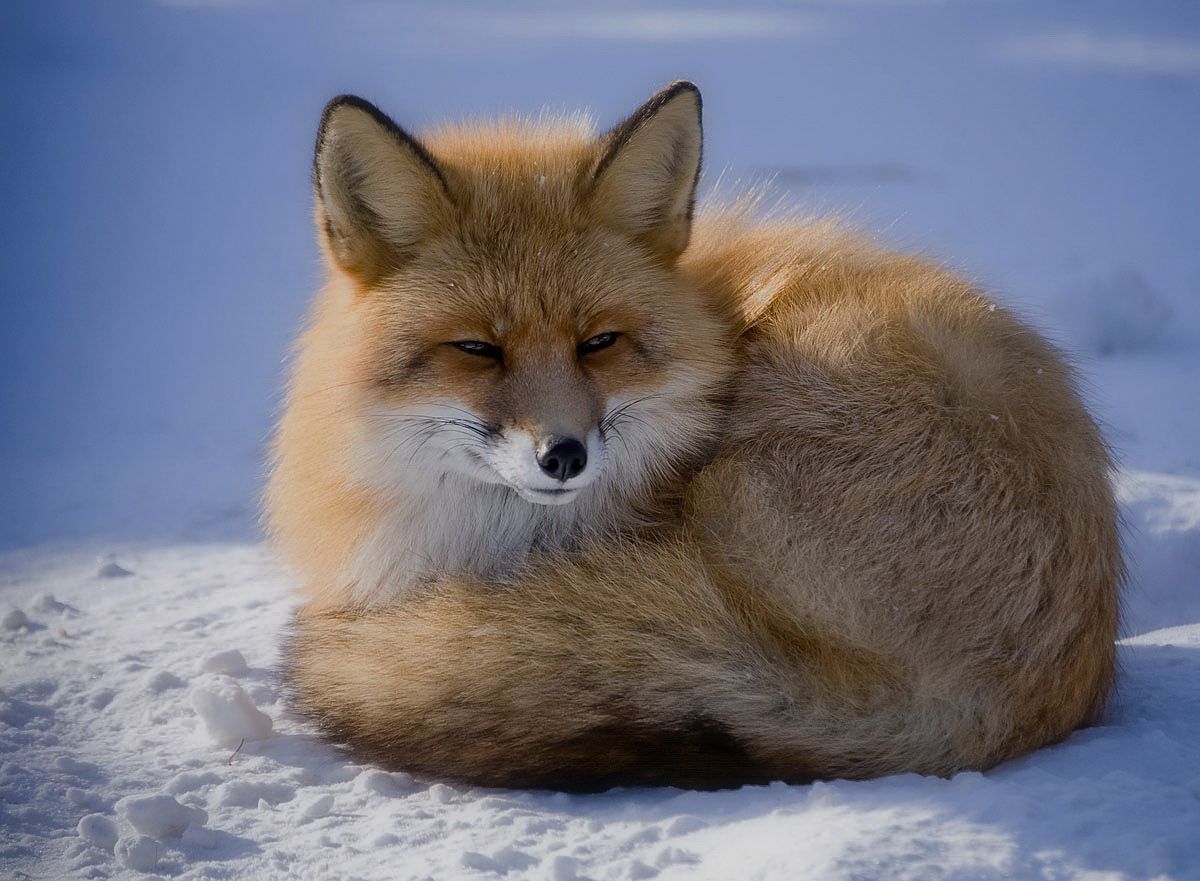 Даже хвост обманщик: почему лиса самое хитрое животное?