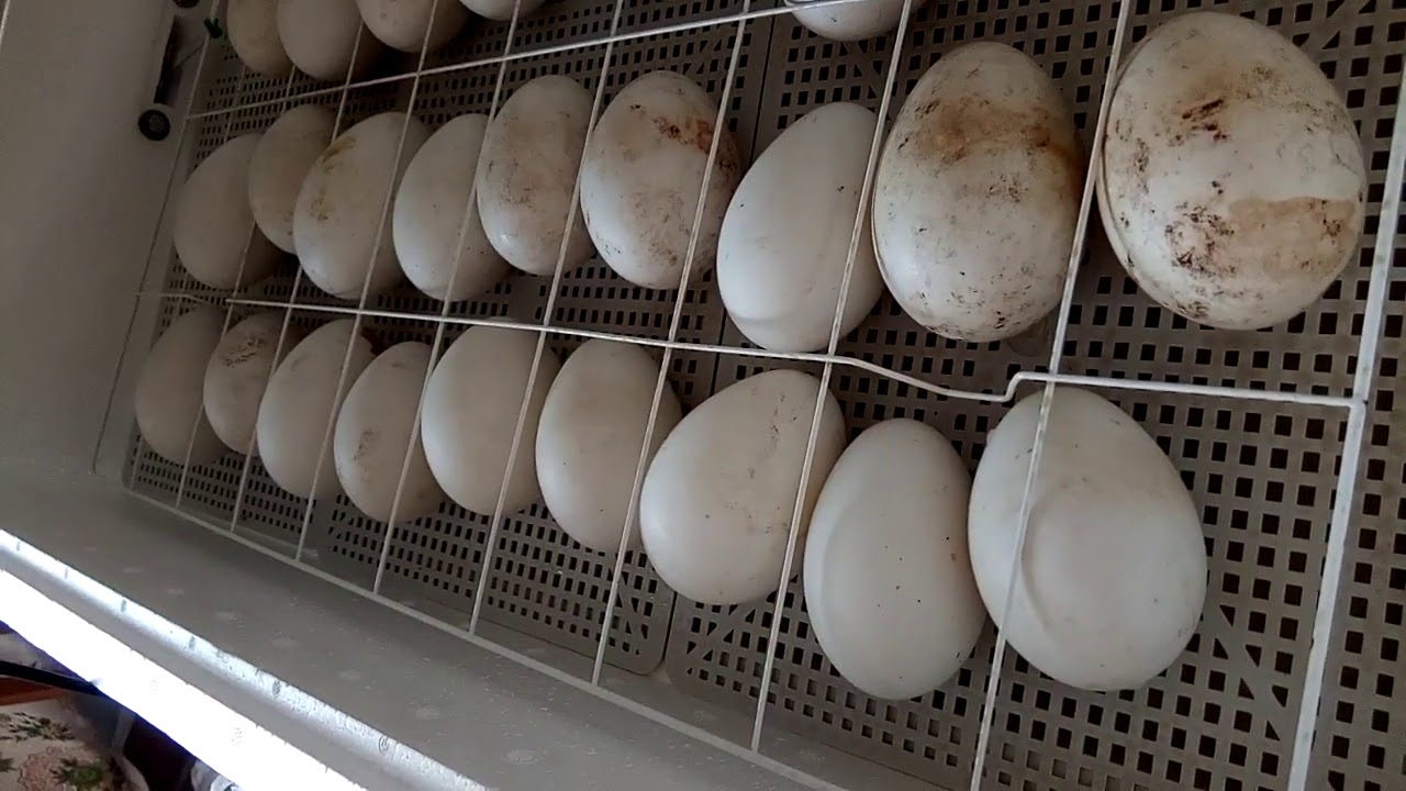 Можно ли сажать яйца. Инкубатор для яиц. Цыплята вылупляются в инкубаторе. Гусиные яйца в инкубаторе. Вылупление яиц в инкубаторе.