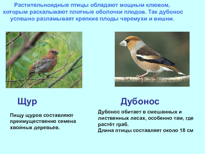 Презентация на тему растительноядные птицы