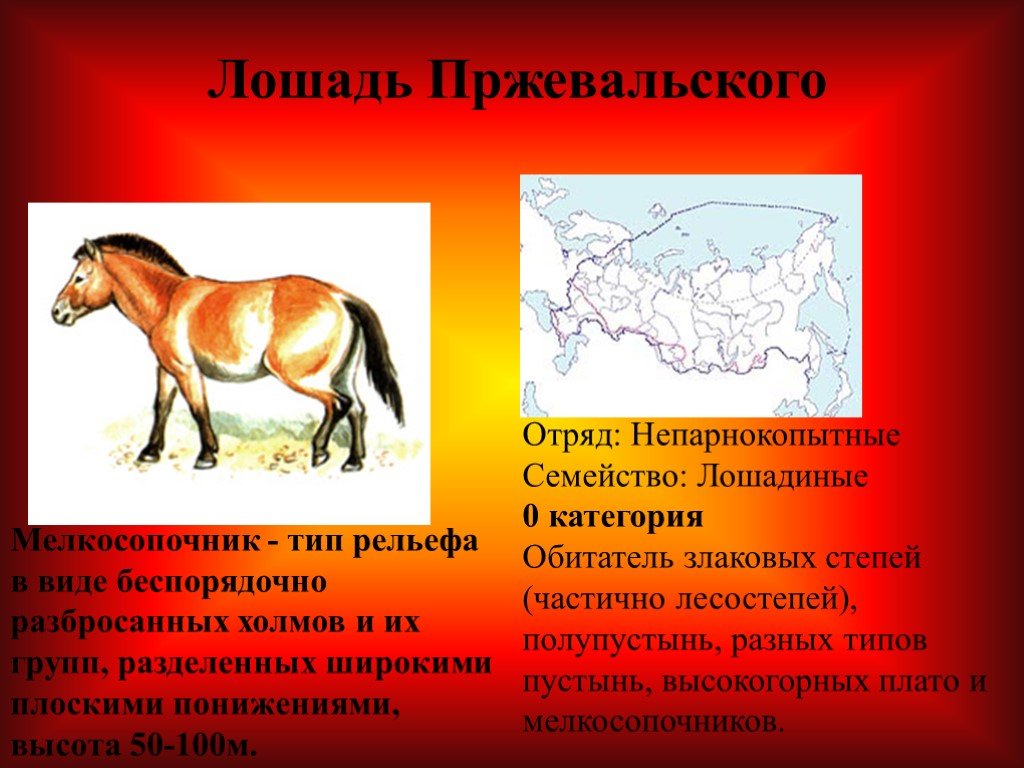 Лошадь пржевальского, особенность породы