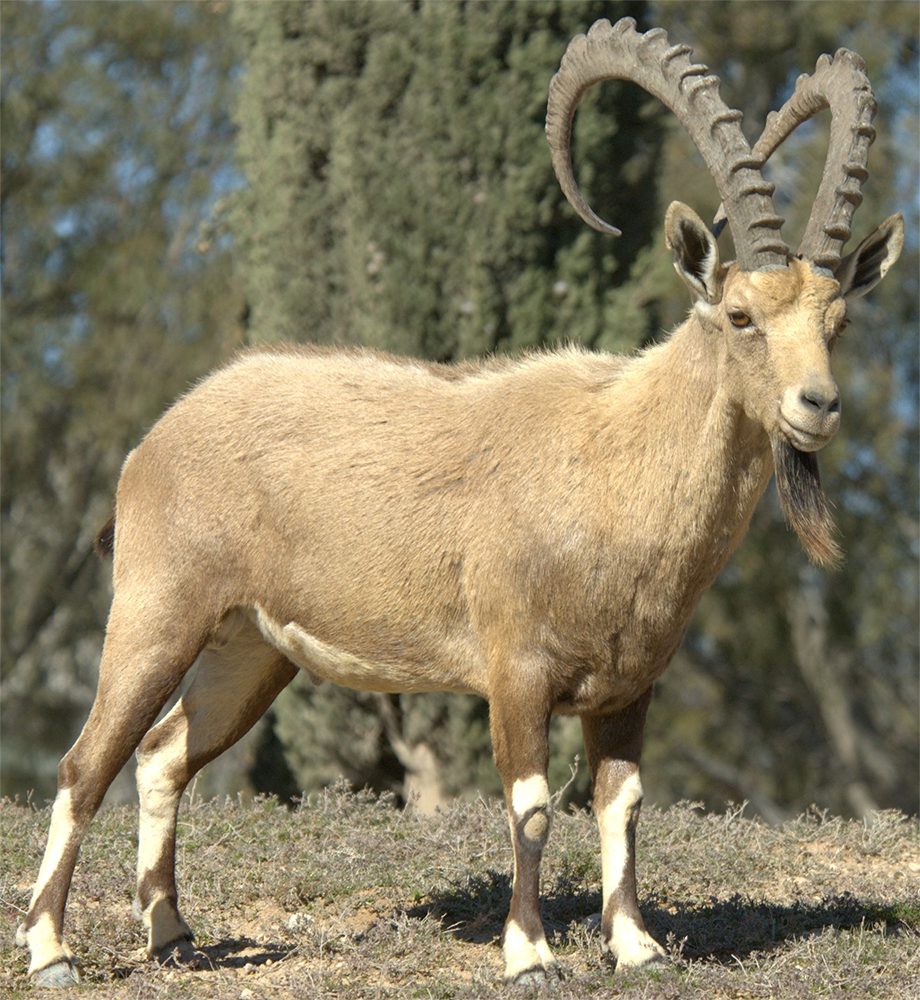 Дикий козел. Нубийский горный козел. Нубийский горный козел (carpa nubiana). Альпийский горный козел. Дикий безоаровый козел.