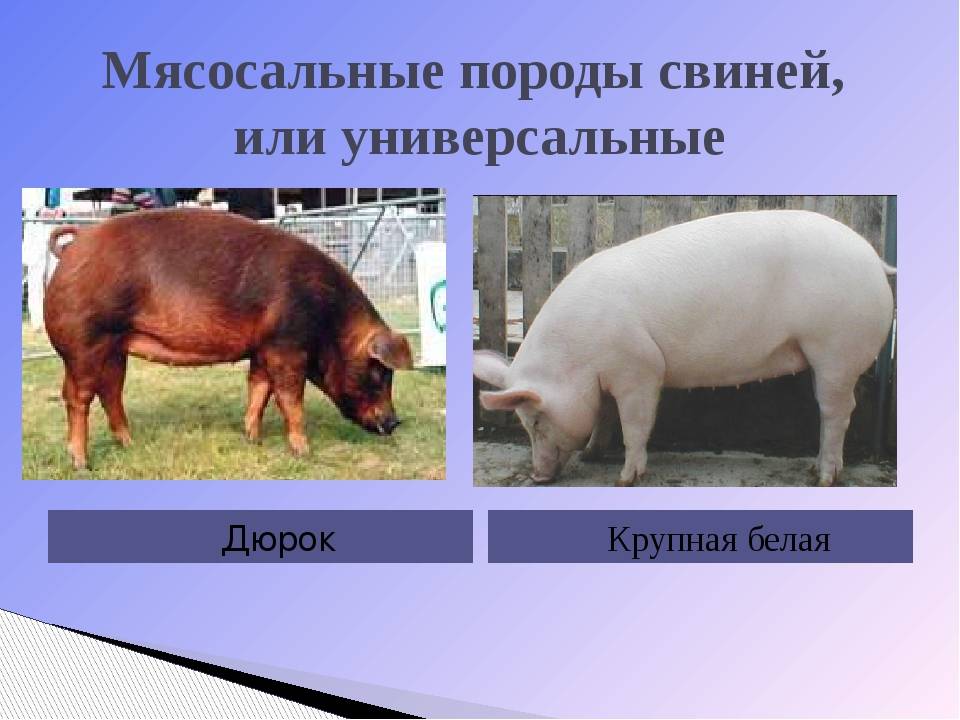 Направление пород свиней. Свиноводство породы свиней сальные. Мясо свиньи породы дюрок. Породы свиней мясные беконные сальные. Поросенок мясной породы дюрок.