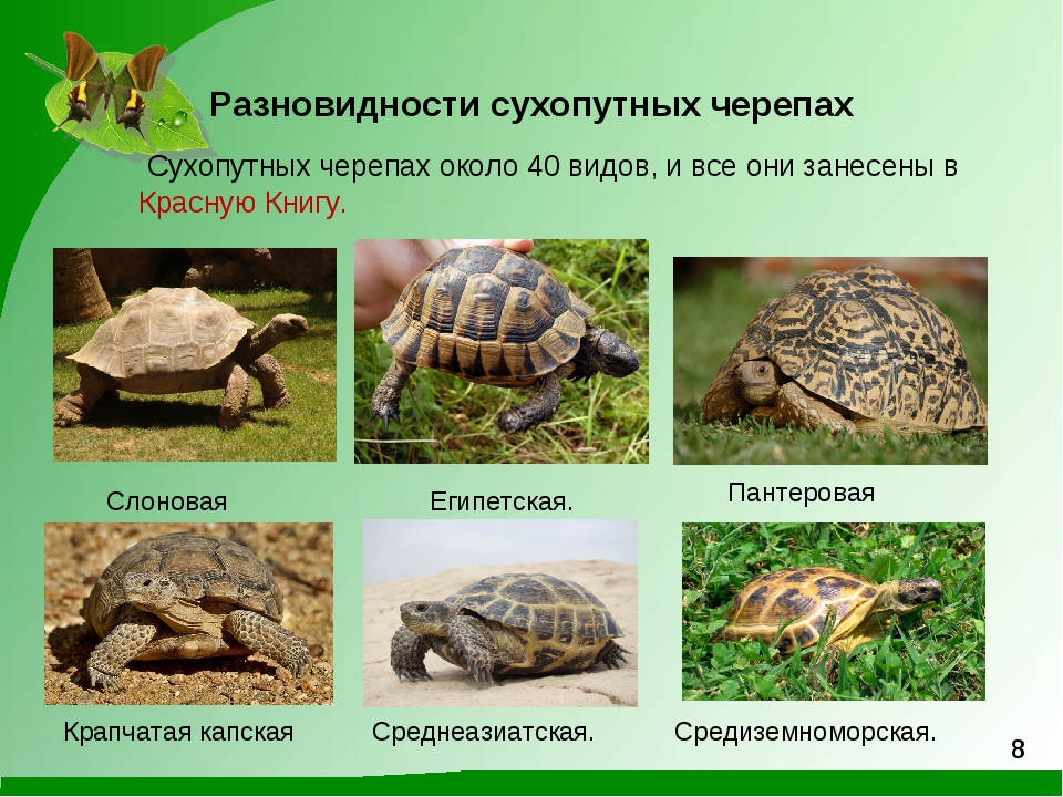 Черепаха – описание, виды, пища, где обитает, фото