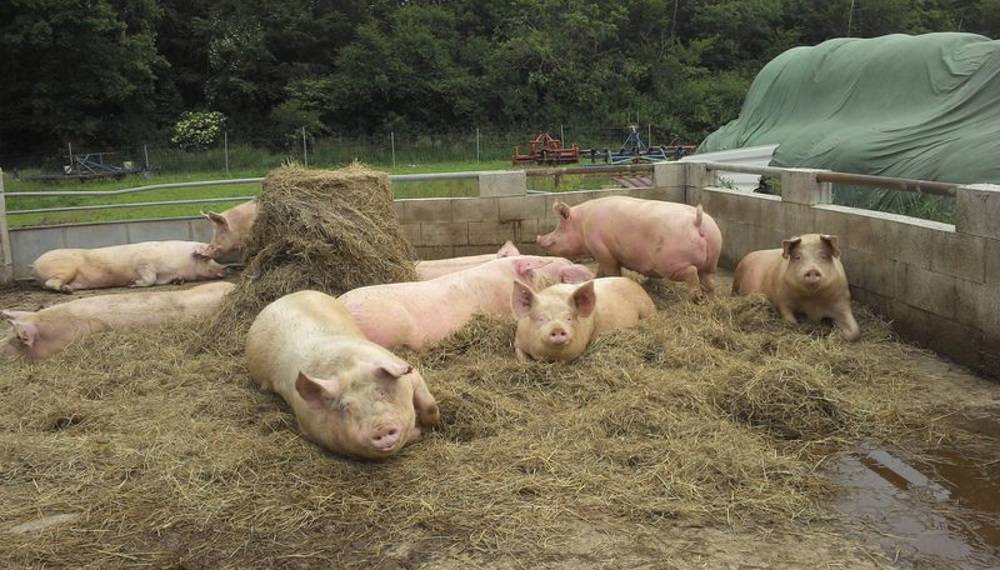 Свиньи как бизнес видео. Выгульная система содержания свиней. Свинарник ферма. Выгульные площадки для свиней. Загон для свиней.