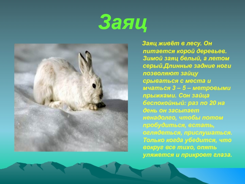Заяц описание для детей. Заяц Беляк в лесотундре. Заяц зимой. Доклад про зайца. Описание зайца.