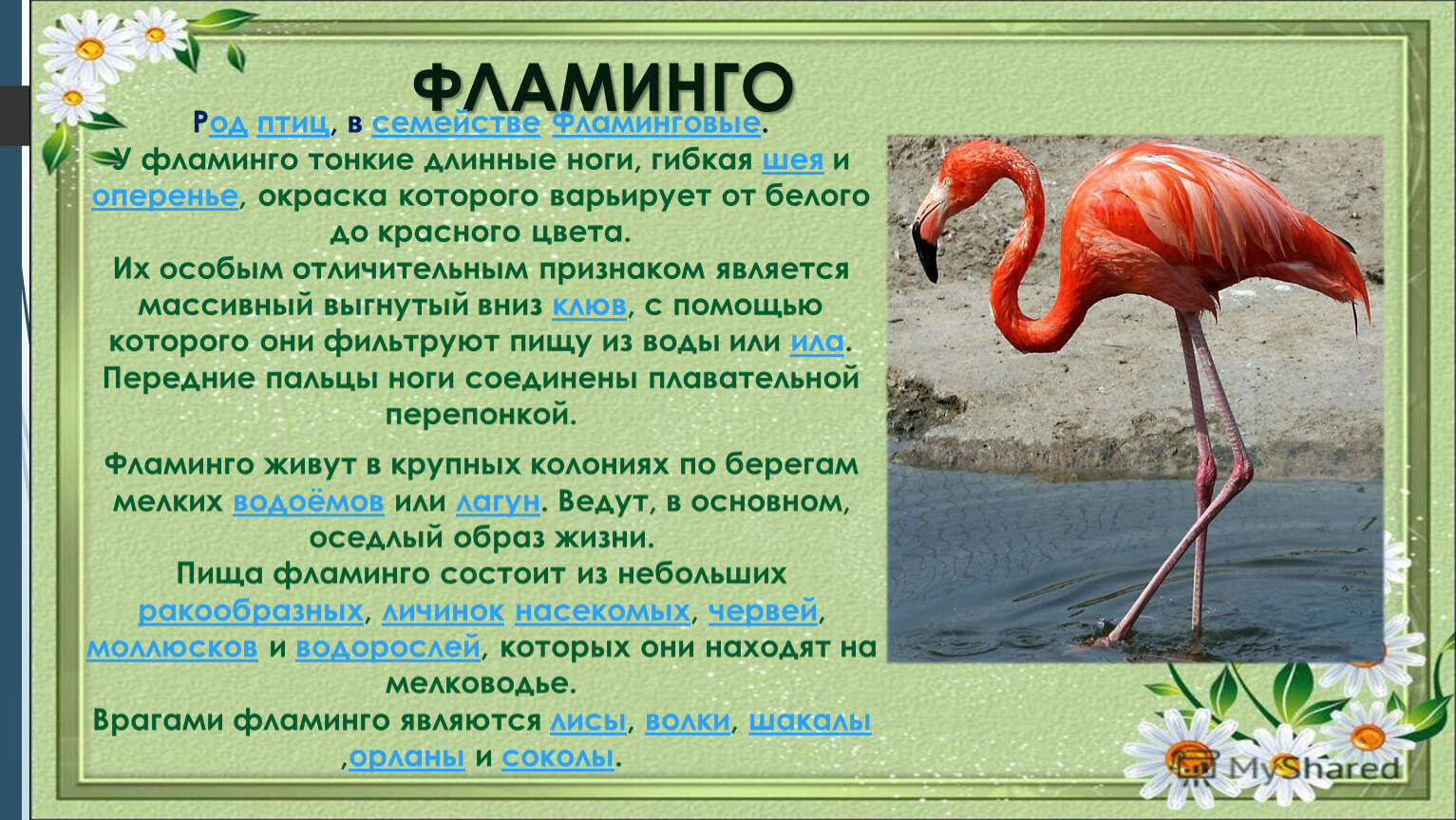 Фламинго сообщение. Фламинго описание. Сообщение о Фламинго. Доклад про Фламинго. Фламинго описание для детей.