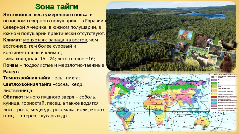 Климат зон хвойных лесов. Природные зоны Евразии Тайга. Природная зона Тайга географическое положение. Тайга природная зона климат. Тайга характеристика природной зоны.