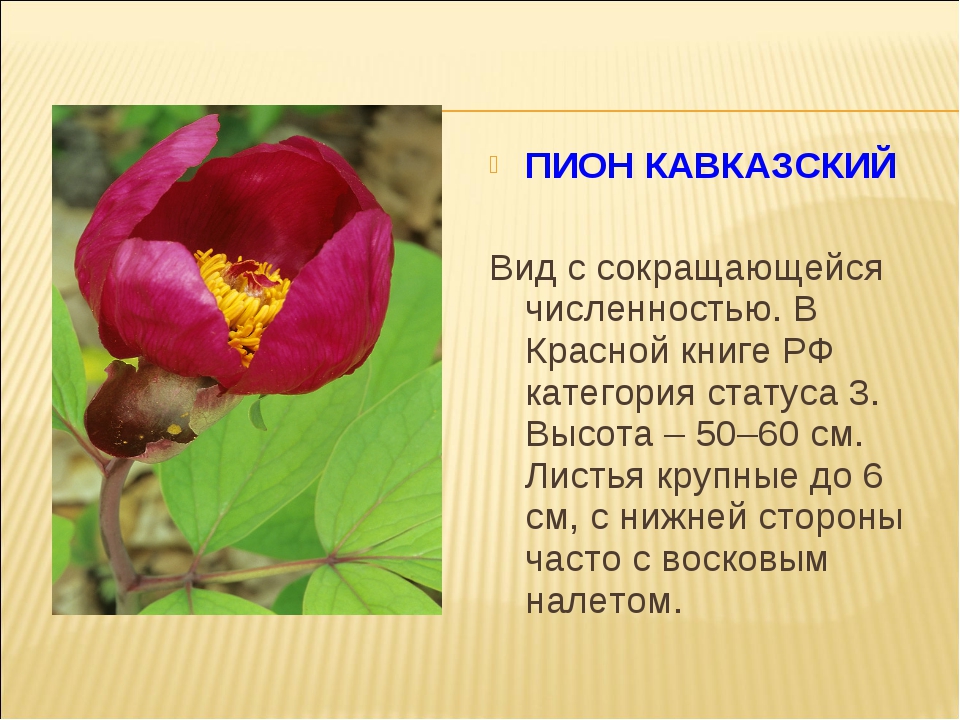 Растения красной книги рф фото и описание