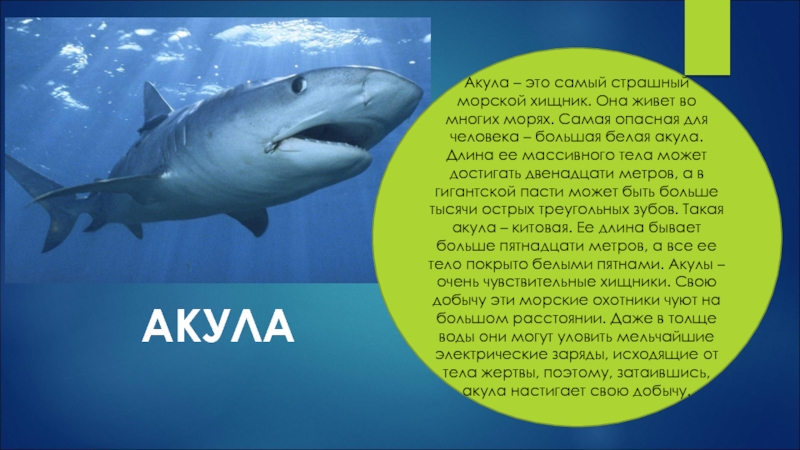 Проект на тему акулы