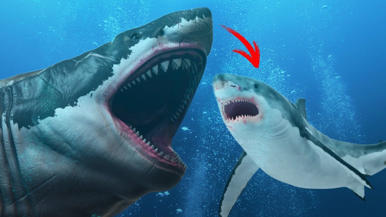 Мегалодон: акула монстр из прошлого. размеры и все мегалодона, чем питался мегалодон? | живая природа, окружающая среда, экологические новости – densegodnya.ru