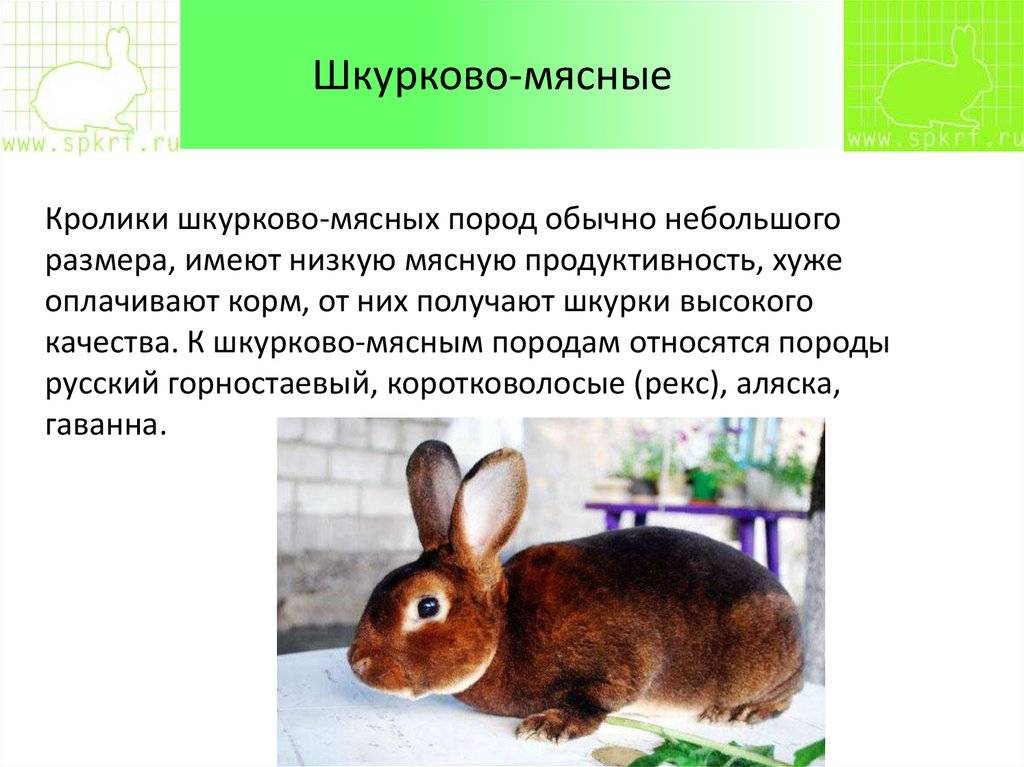 Гималайский кролик: описание породы и характеристика, правила ухода