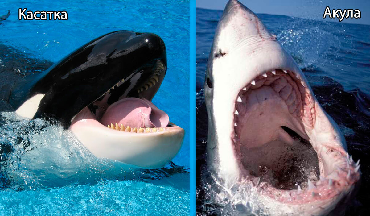 10 самых опасных акул, убивающих людей