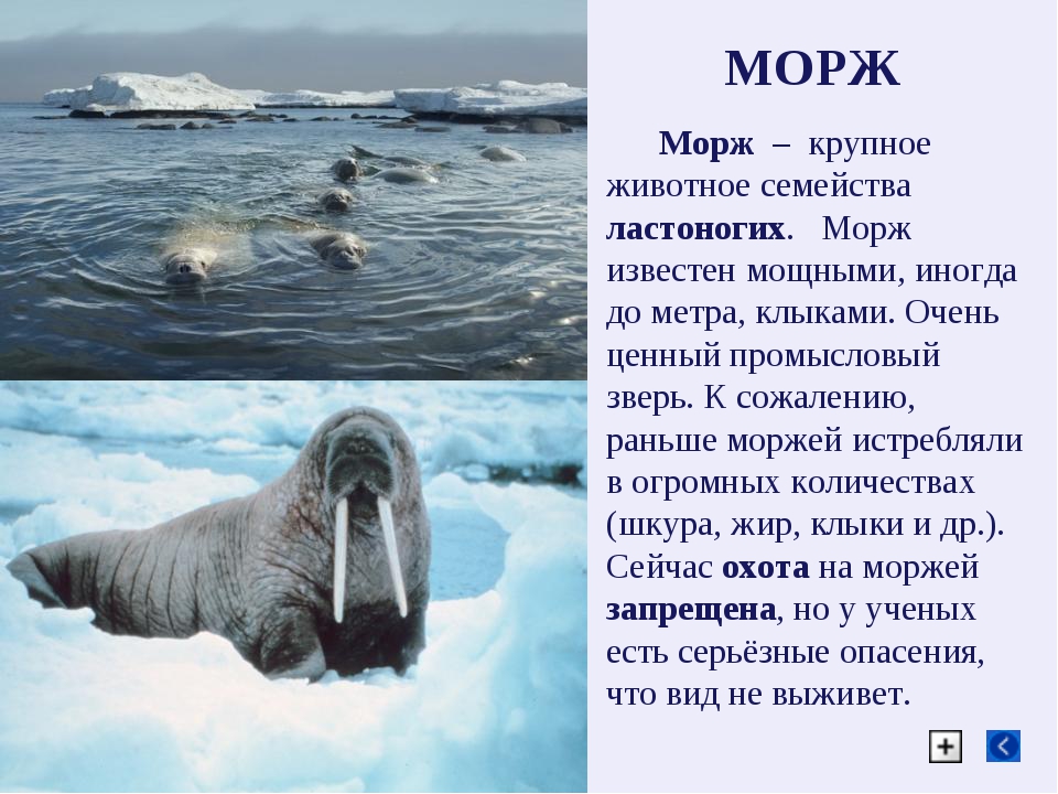 Презентация о моржах - 82 фото