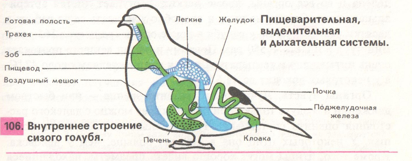 Внутреннее строение птицы биология 7 класс рисунок