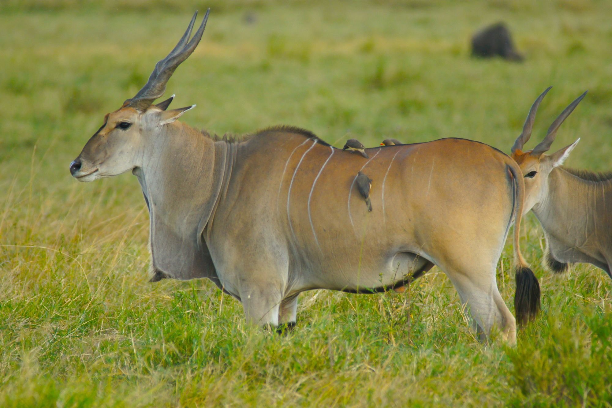 Газель гну. Антилопа Иланд. Антилопа Канна. Западная Канна антилопа. Taurotragus Oryx - Канна (антилопа).