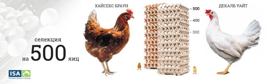 Породы кур: яичные, мясные, мясо-яичные, декоративные с фото