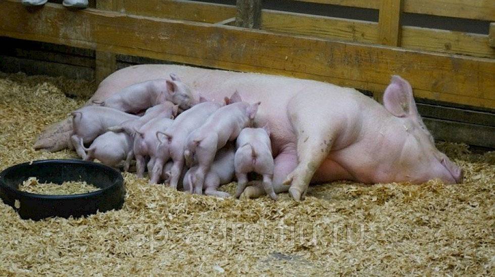 ᐉ кормление свиней: принципы, технологии и запрещенные продукты - zooon.ru