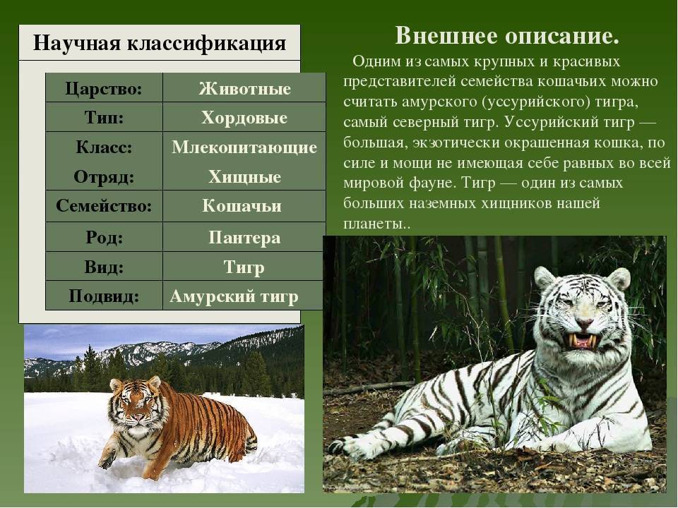 К какому семейству относятся медведи. сведения для охотников - truehunter.ru